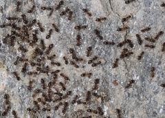 Nylanderia jaegerskioeldi