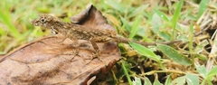 Anolis ortonii