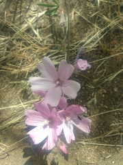 Sidalcea malviflora