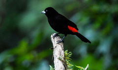 Ramphocelus flammigerus flammigerus