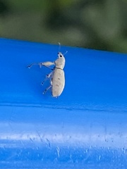 Entiminae