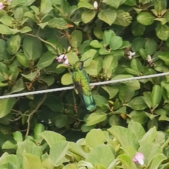 Colibri