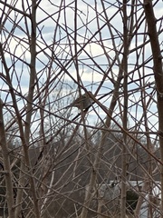 Chondestes grammacus