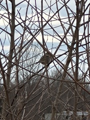 Chondestes grammacus