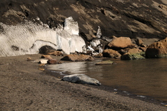 Hydrurga leptonyx