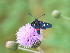 Zygaena ephialtes
