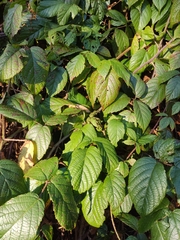 Rubus hirtus