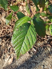Rubus hirtus