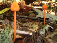 Entoloma salmoneum