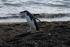 Pygoscelis antarcticus