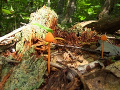 Entoloma salmoneum
