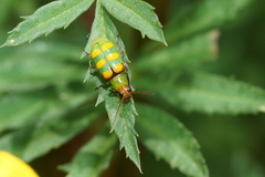 Diabrotica speciosa