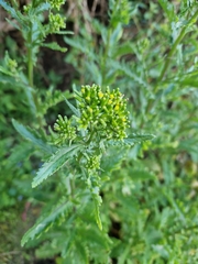 Senecio biserratus