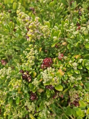 Rhagodia candolleana