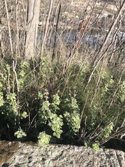 Pseudodictamnus hirsutus