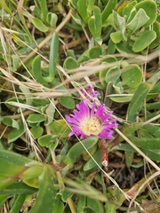 Disphyma crassifolium