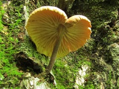 Collybiopsis dichroa