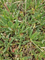 Disphyma crassifolium