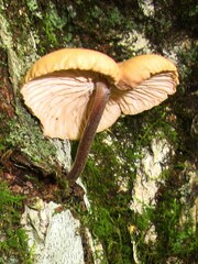 Collybiopsis dichroa