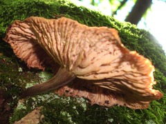 Collybiopsis dichroa