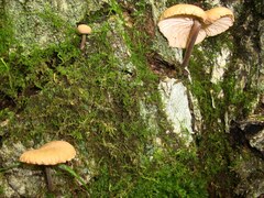 Collybiopsis dichroa