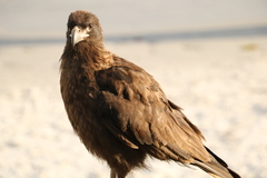 Falconidae