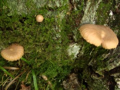 Collybiopsis dichroa