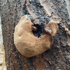 Phellinus alni