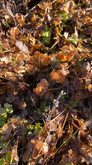 Lysimachia nummularia