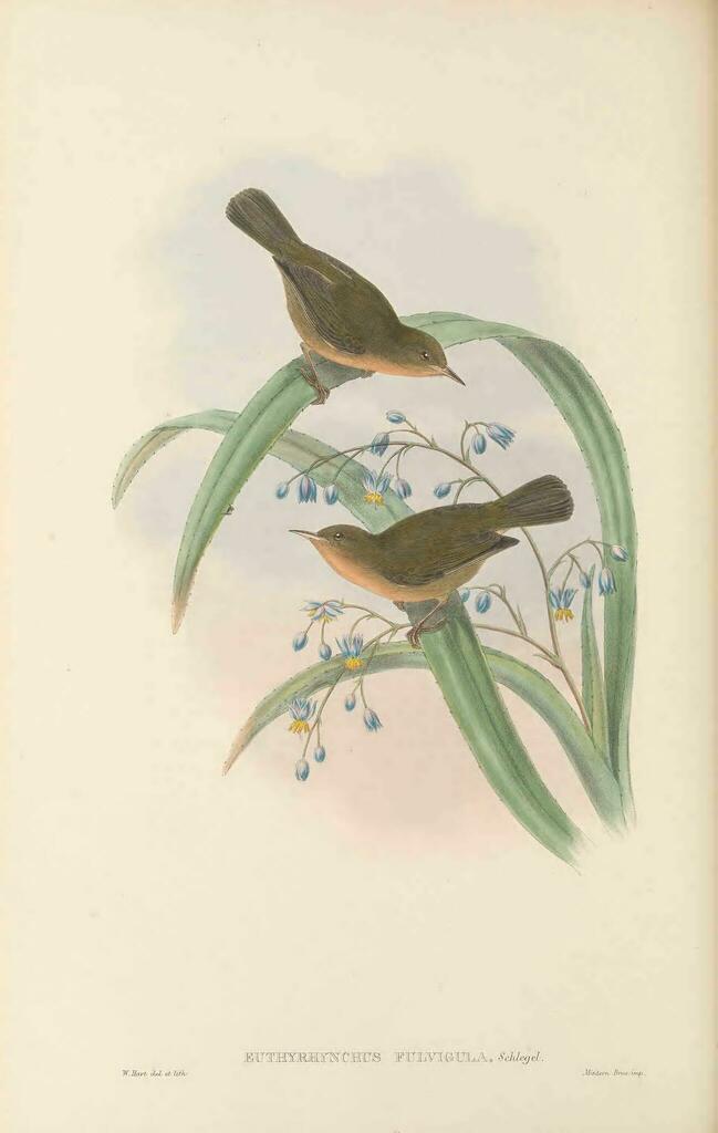 Olive Straightbill