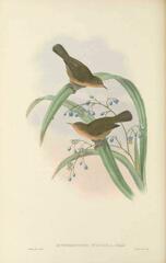 Olive Straightbill photo 1