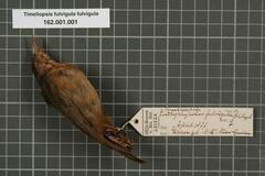 Olive Straightbill photo 2