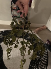 Phoradendron leucarpum