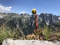 Sempervivum heuffelii