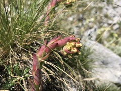 Sempervivum heuffelii