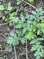 Ambrosia confertiflora