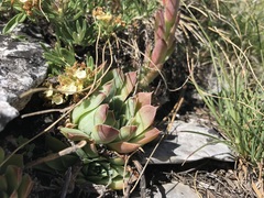 Sempervivum heuffelii