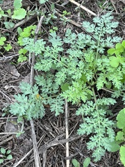 Ambrosia confertiflora