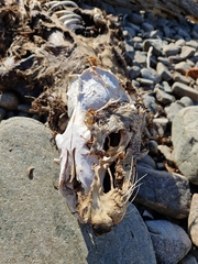 Arctocephalus