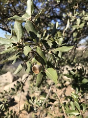 Quercus rotundifolia