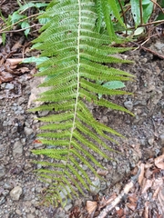 Dryopteridoideae