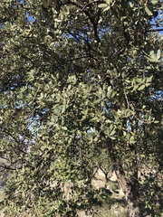 Quercus rotundifolia