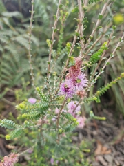 Melaleuca gibbosa