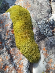 Hypodontium