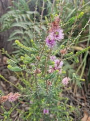 Melaleuca gibbosa