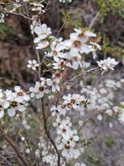 Leptospermum scoparium