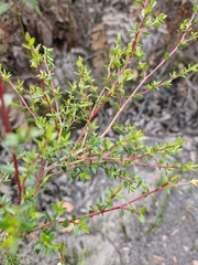 Leptospermum scoparium