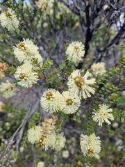 Melaleuca squarrosa