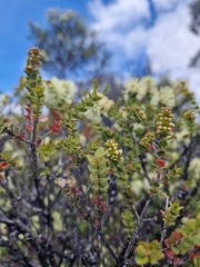 Melaleuca squarrosa