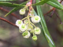 Ornithostaphylos oppositifolia